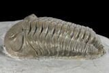 Bargain, Long Eldredgeops Trilobite - Sylvania, Ohio #132440-5